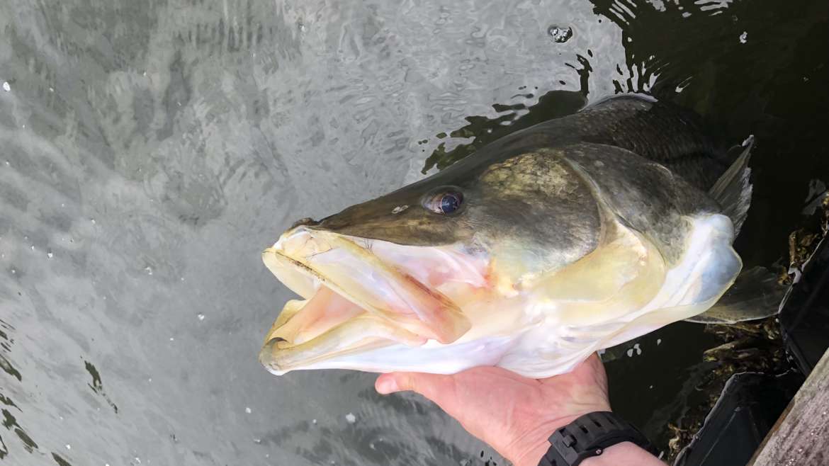 10/10/18 Weekend Fishing Report