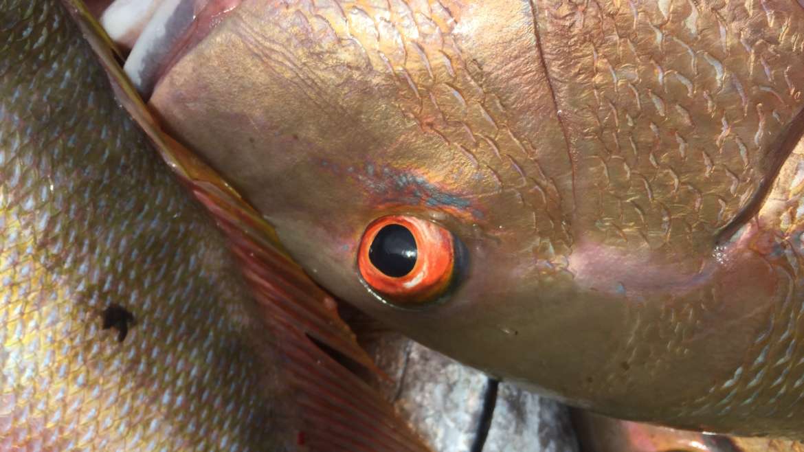 Weekend Fishing Report: 2/20/19