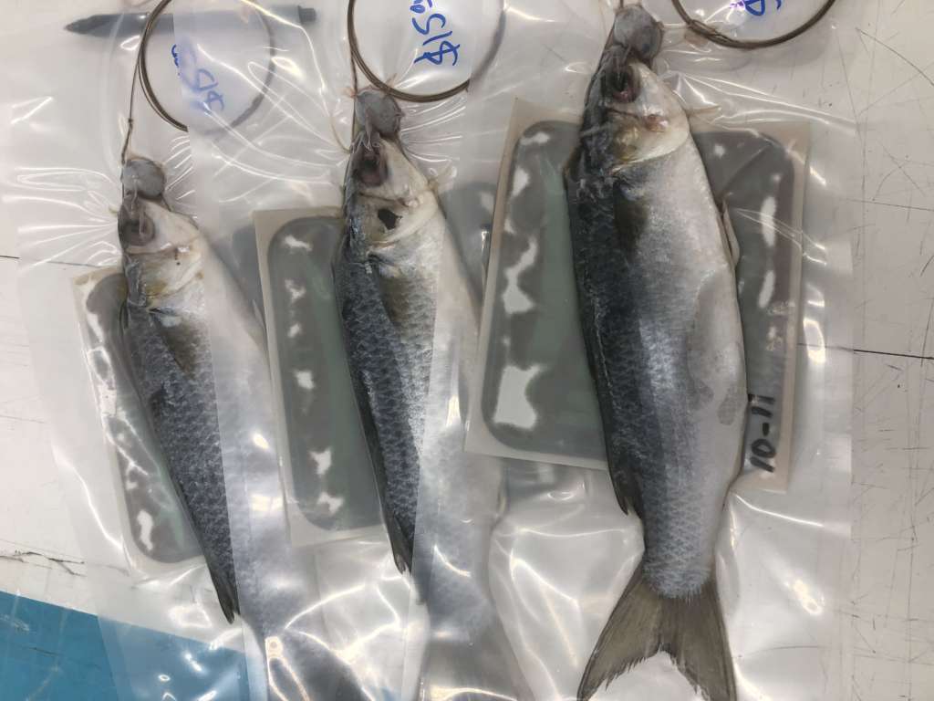 Weekend Fishing Report: 8/14/19